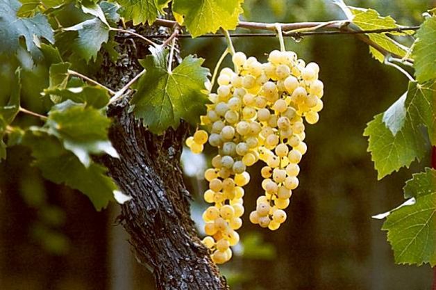 Il vino del sabato: È l’Ora della Garganega