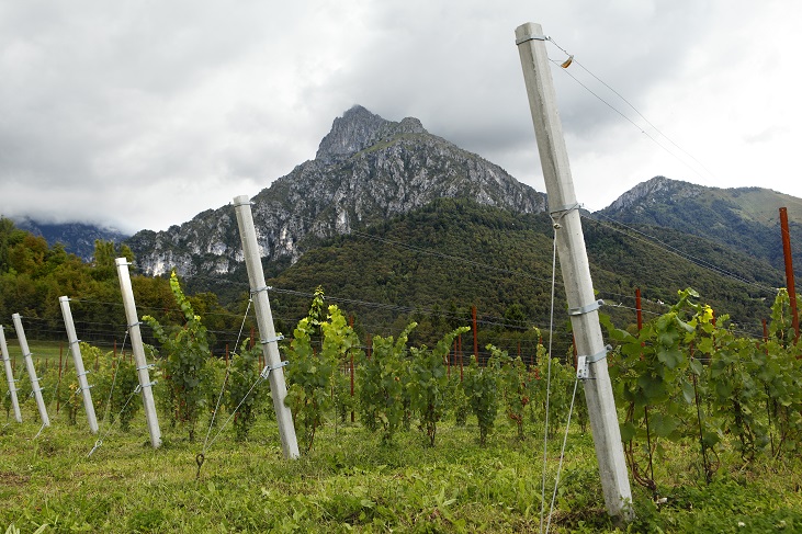 Il vino del sabato: Alla salute di nonna Eufemia: lo Jenia dell’Azienda Agricola De Bacco