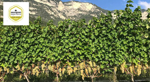 Sauvignon Experience 2019: nasce a Penon/Cortaccia l’”Associazione Sauvignon Alto Adige” per promuovere Sauvignon Experience