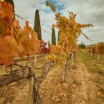 Le verticali di World Wine Passion: il Frasi – Orcia DOC Sangiovese Riserva di Marco Capitoni