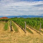 L’Azienda Agricola Roberto Scubla: il Friuli, la ponca e la ricerca della qualità