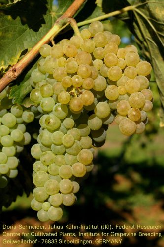 TREBBIANO TOSCANO.jpg